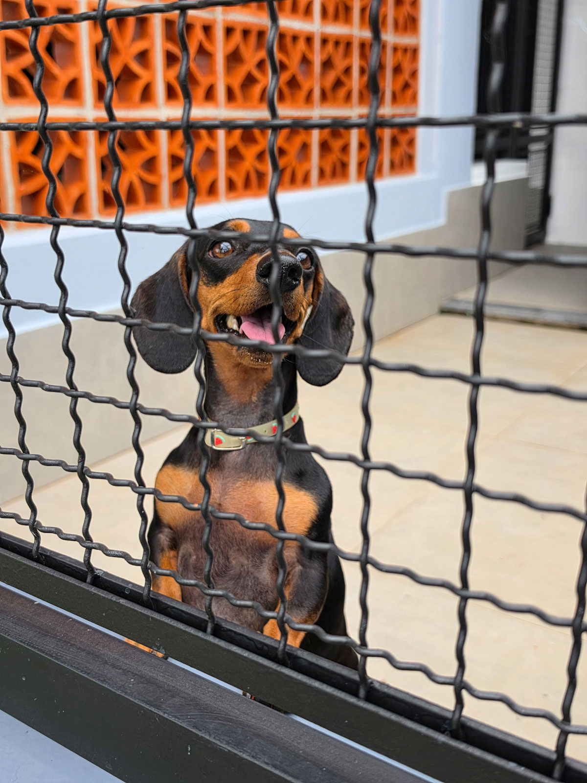 Canil pet friendly